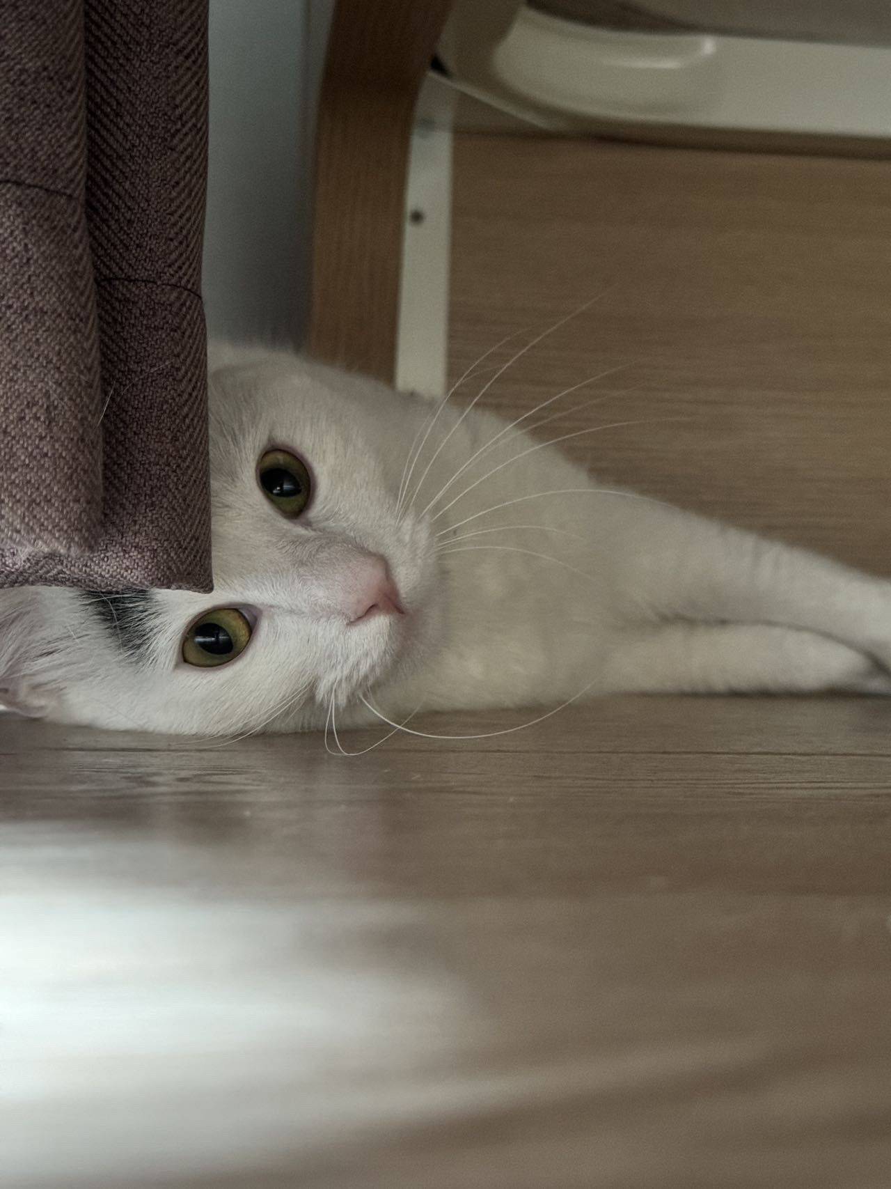 免费领养小猫咪_1