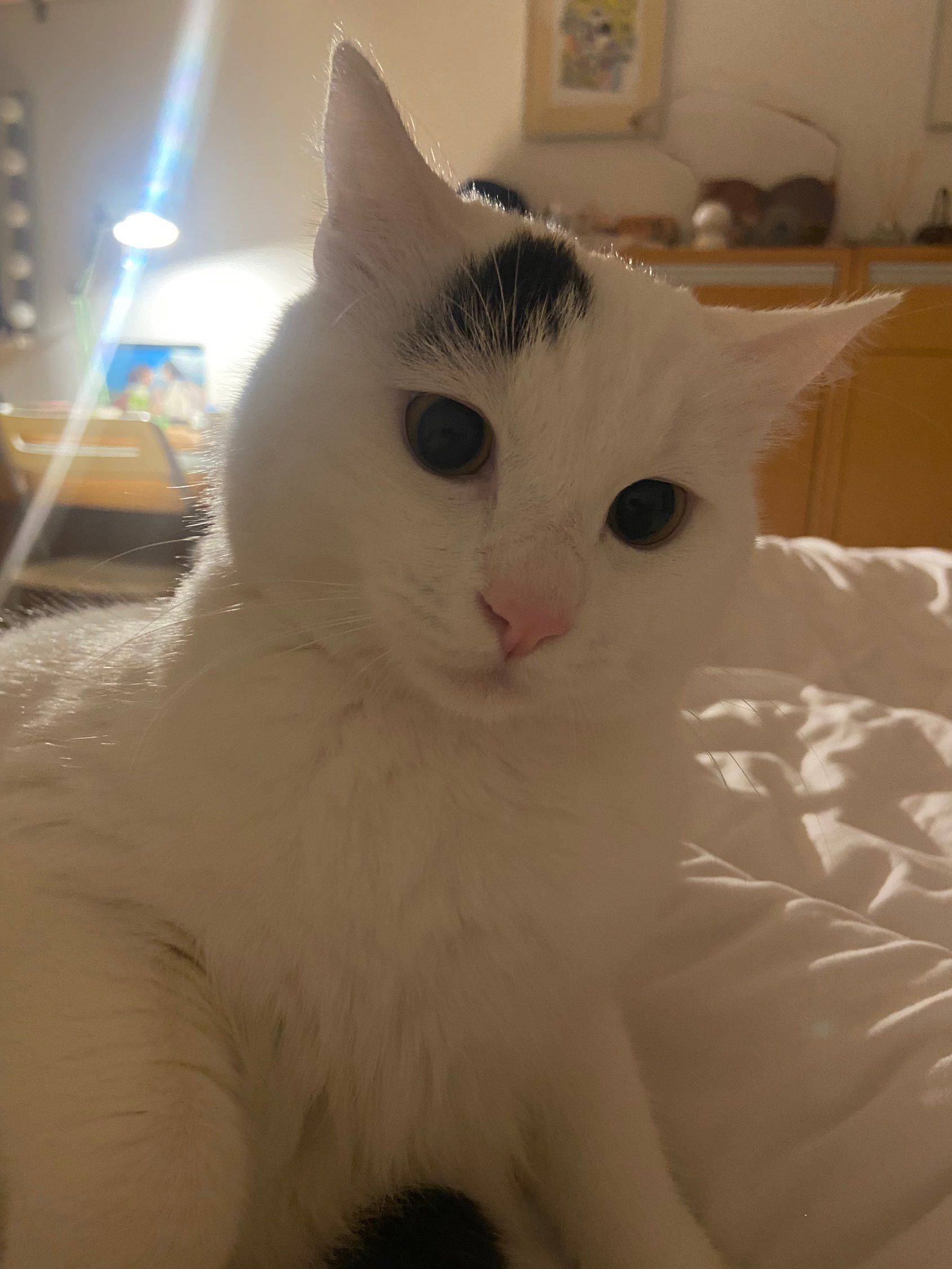 免费领养小猫咪_4