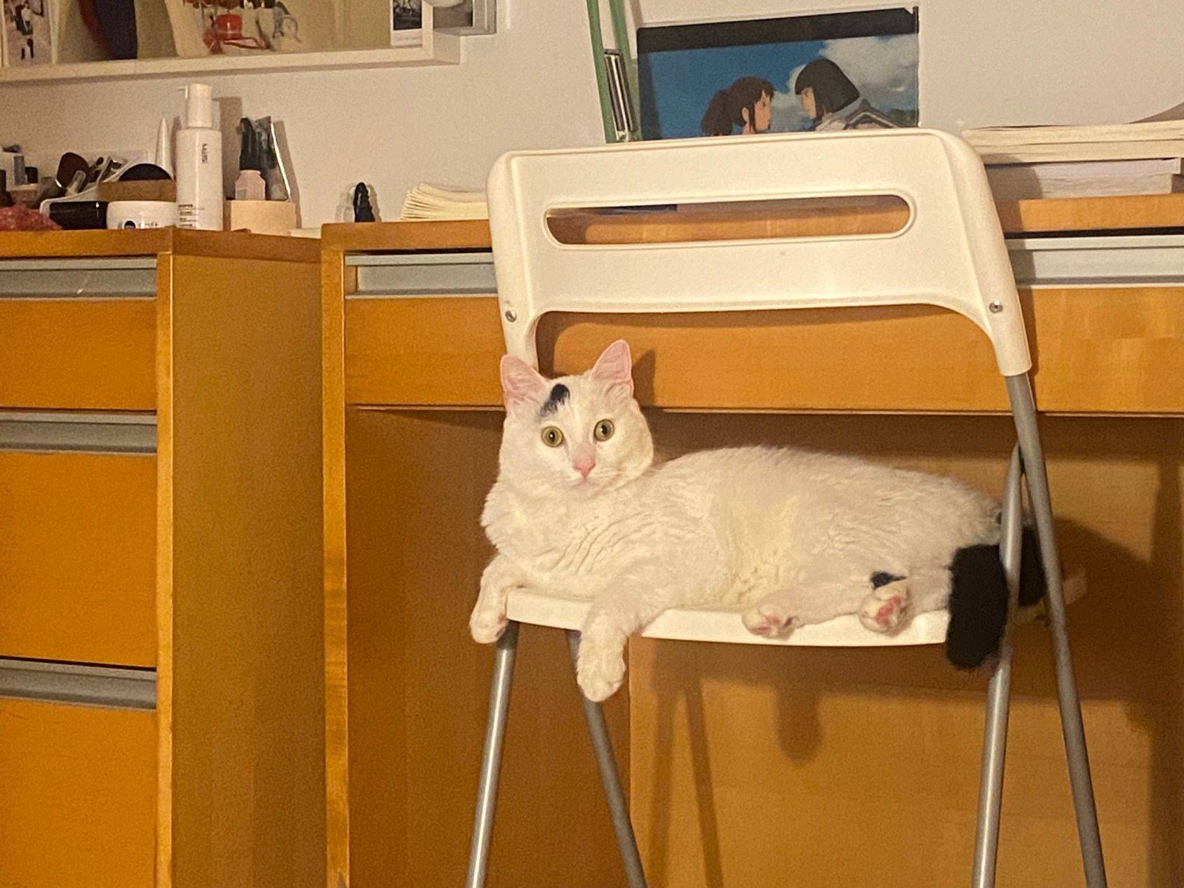 免费领养小猫咪_2