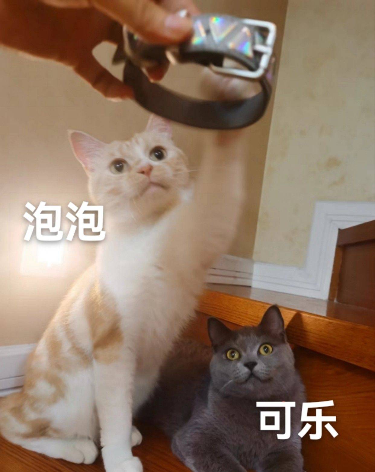 找领养 个人原因 找个有爱的人家，可乐是_0