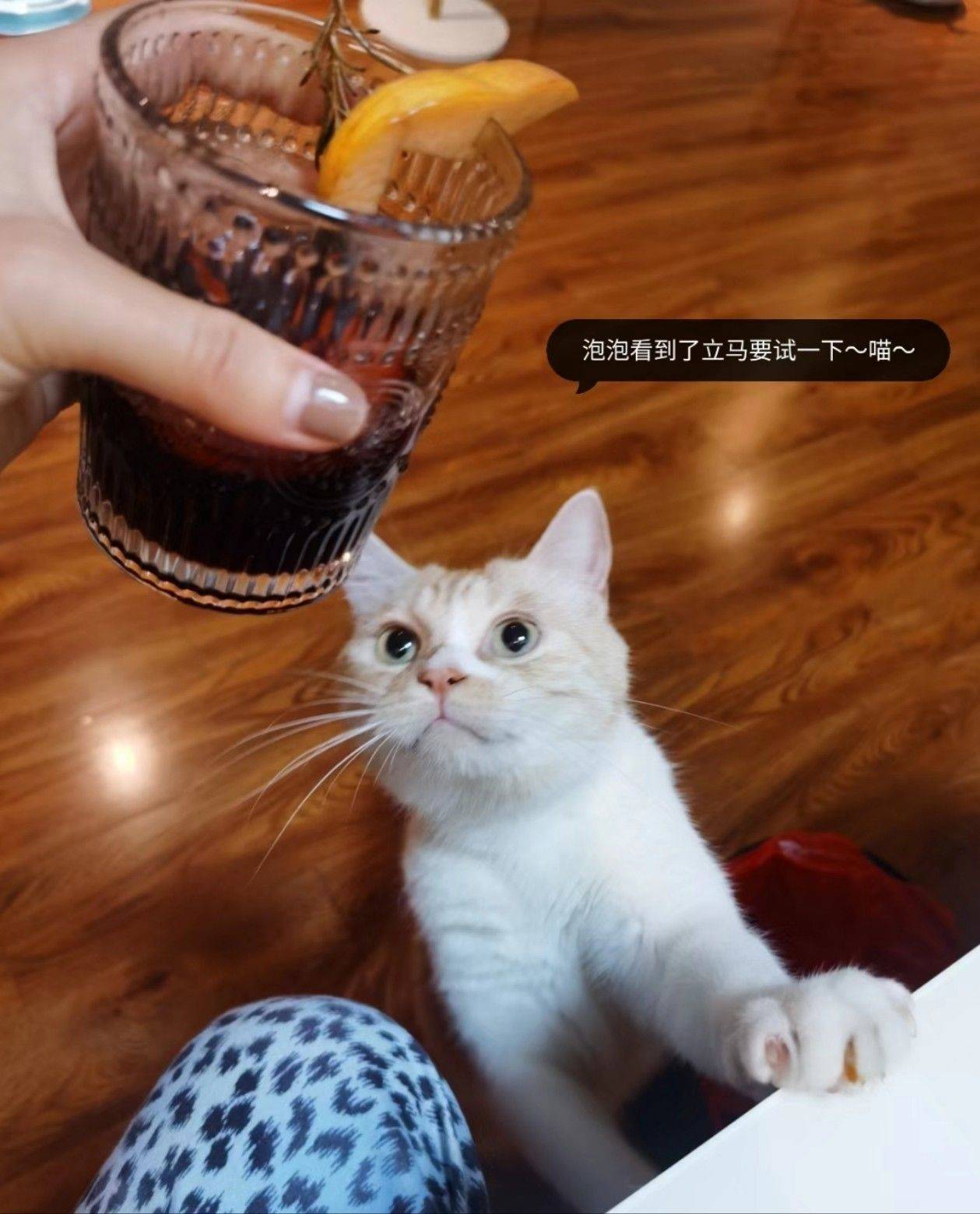 找领养 个人原因 找个有爱的人家，可乐是_1