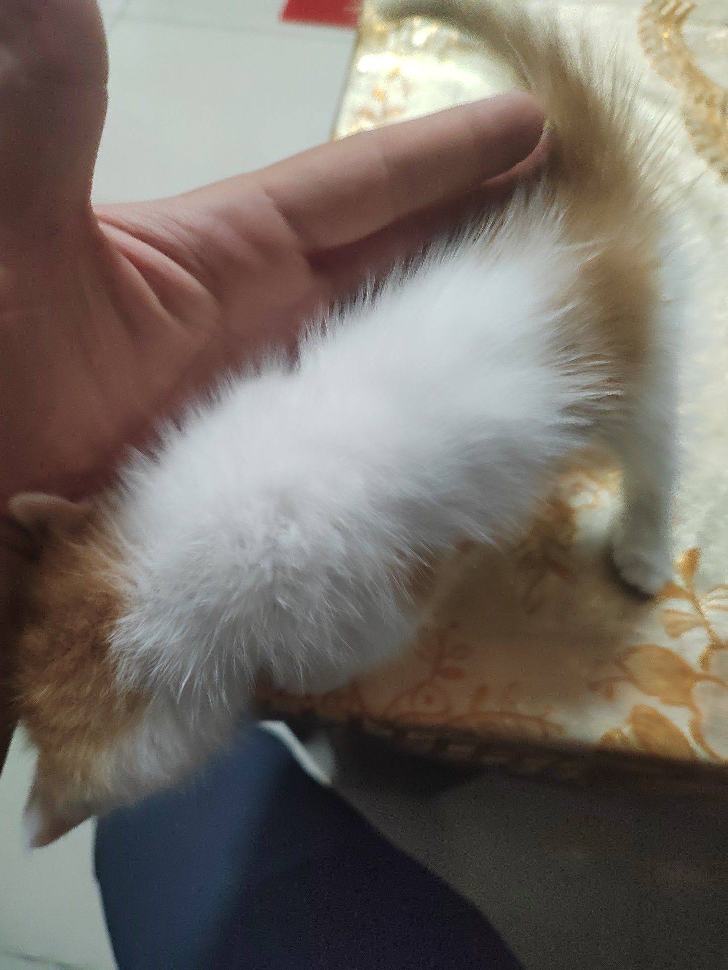 院子里突然出来一堆两个月左右小奶猫