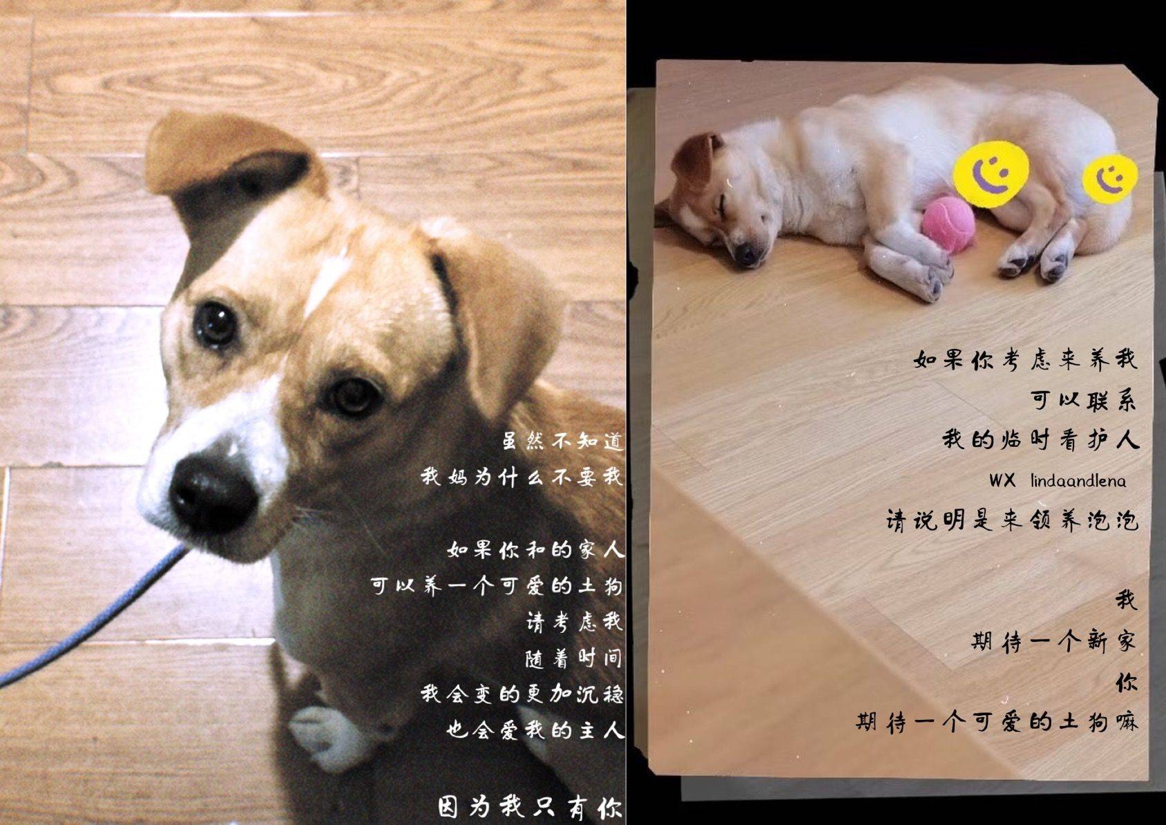 蹲个爱心领养的小伙伴， （为朋友代发）