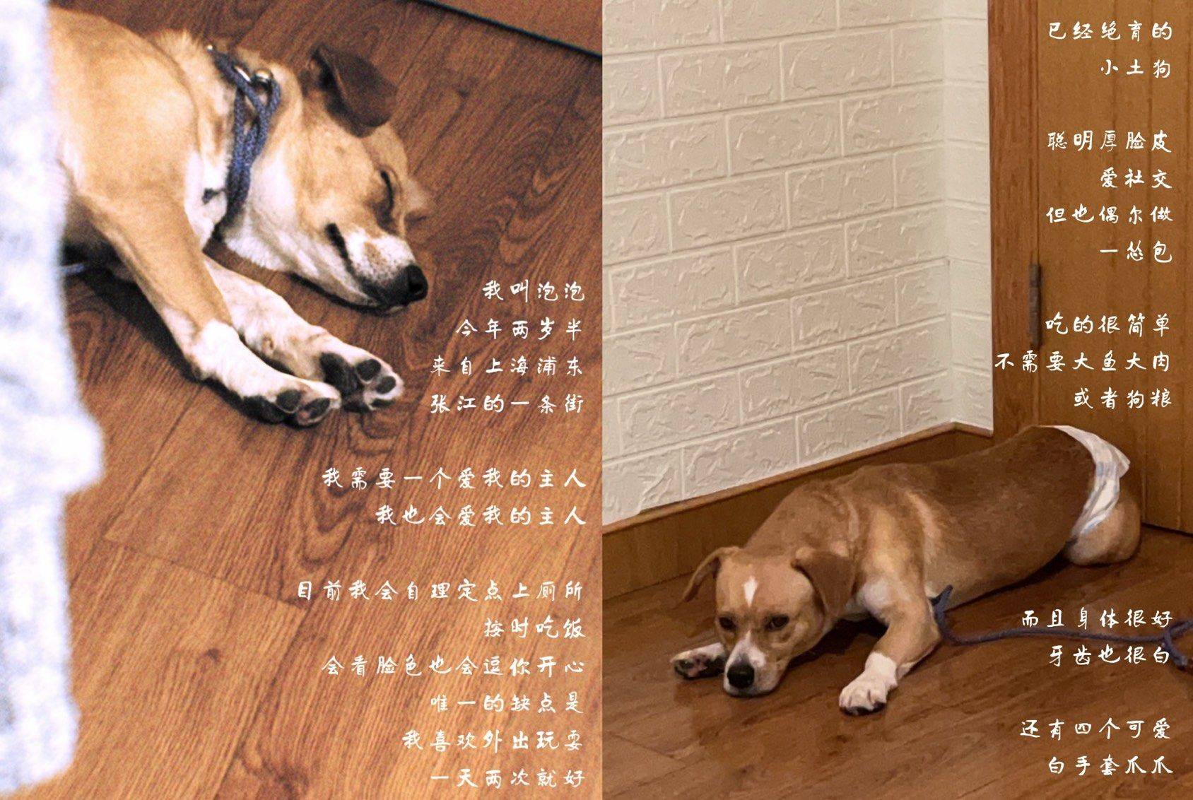蹲个爱心领养的小伙伴， （为朋友代发）