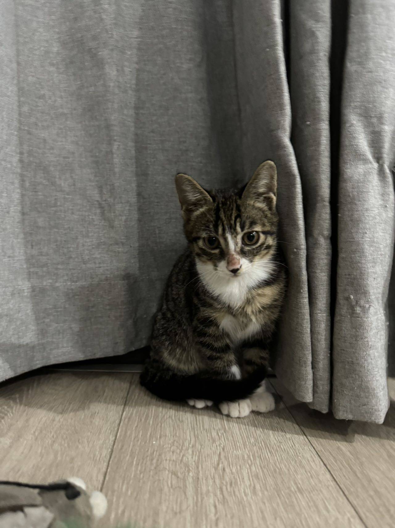 #kitty #cat #小猫 #猫
