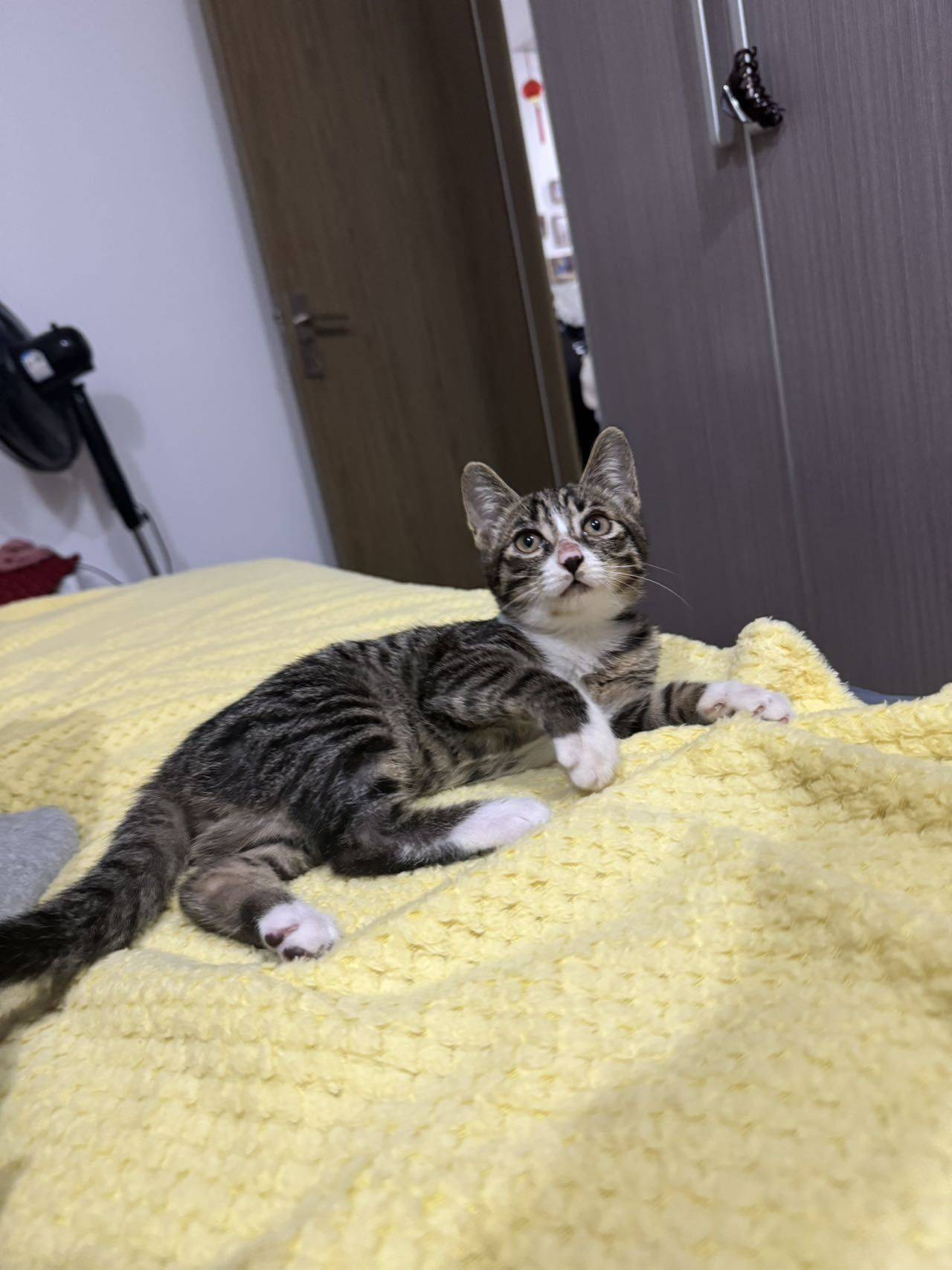 #kitty #cat #小猫 #猫