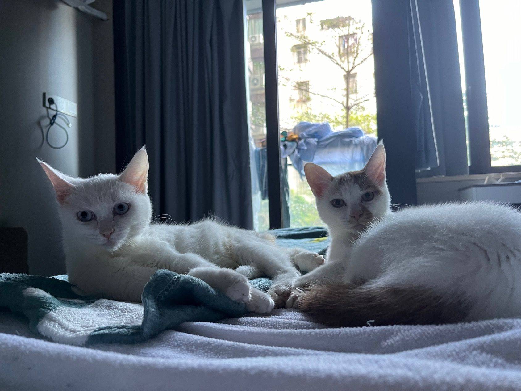 寻找家园：2 Brothers_1