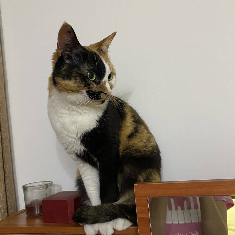 An adult , 3 y.o. gi