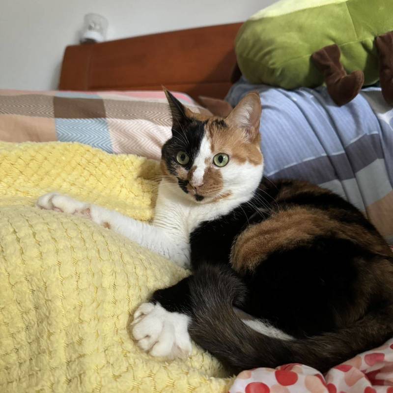 #kitty #girl #小猫_1
