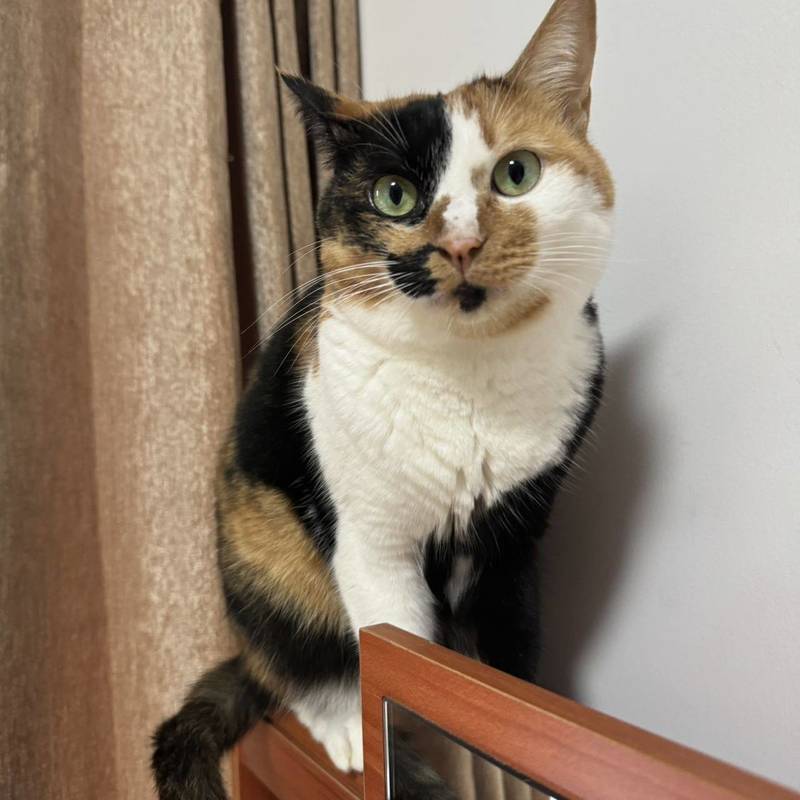 #kitty #girl #小猫