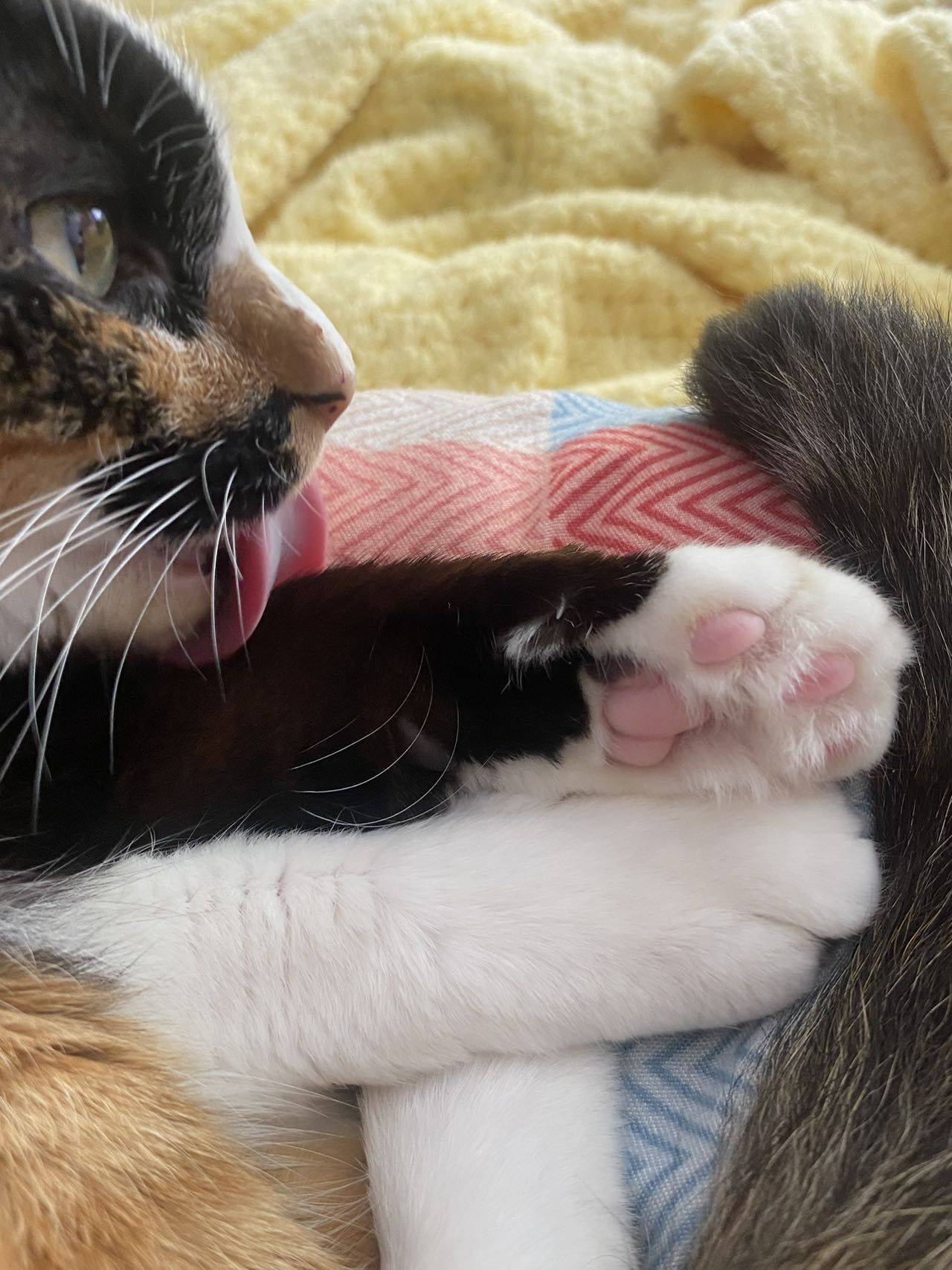 #猫 #妹妹 #kitty _2