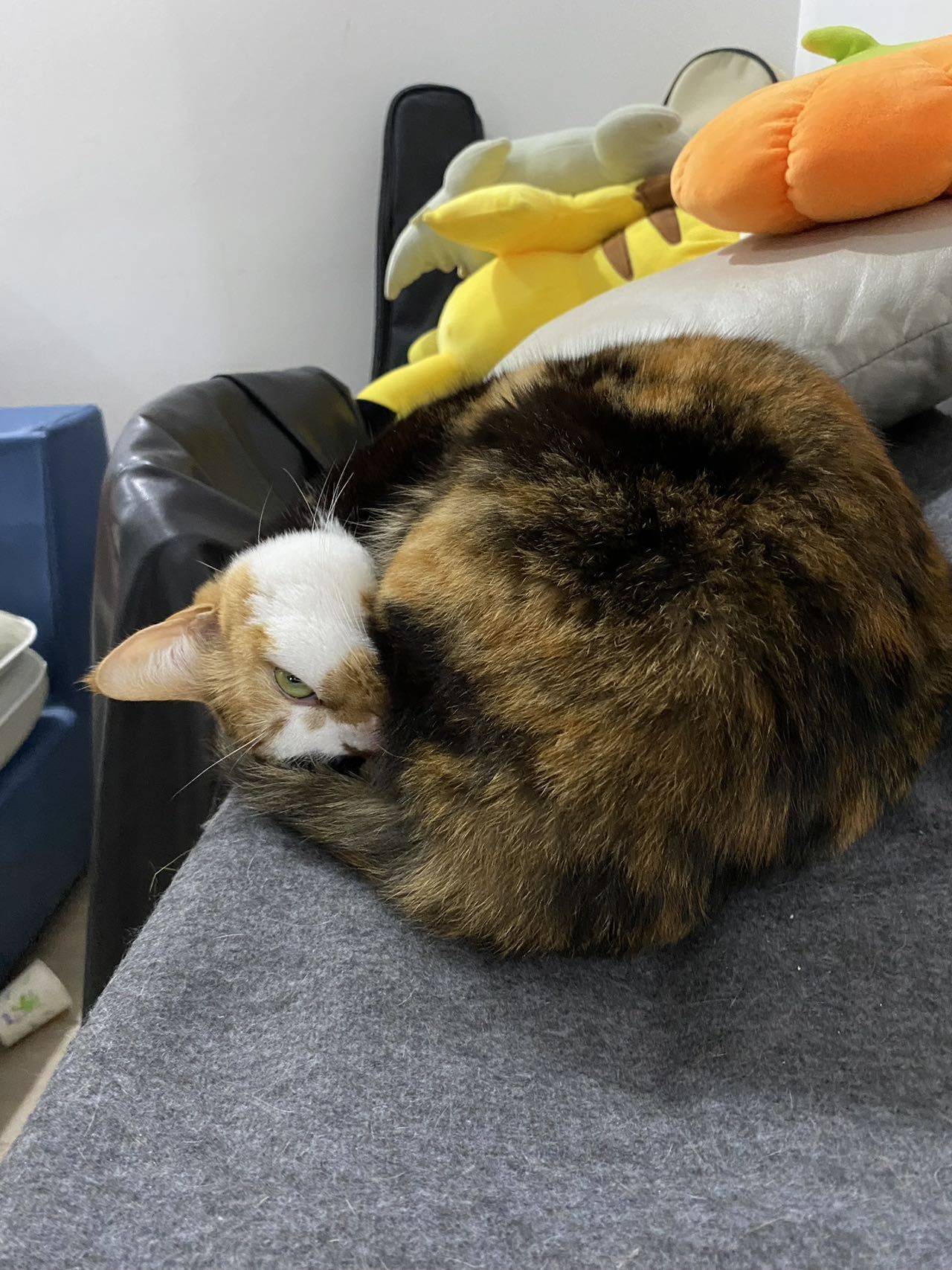 #猫 #妹妹 #kitty _1