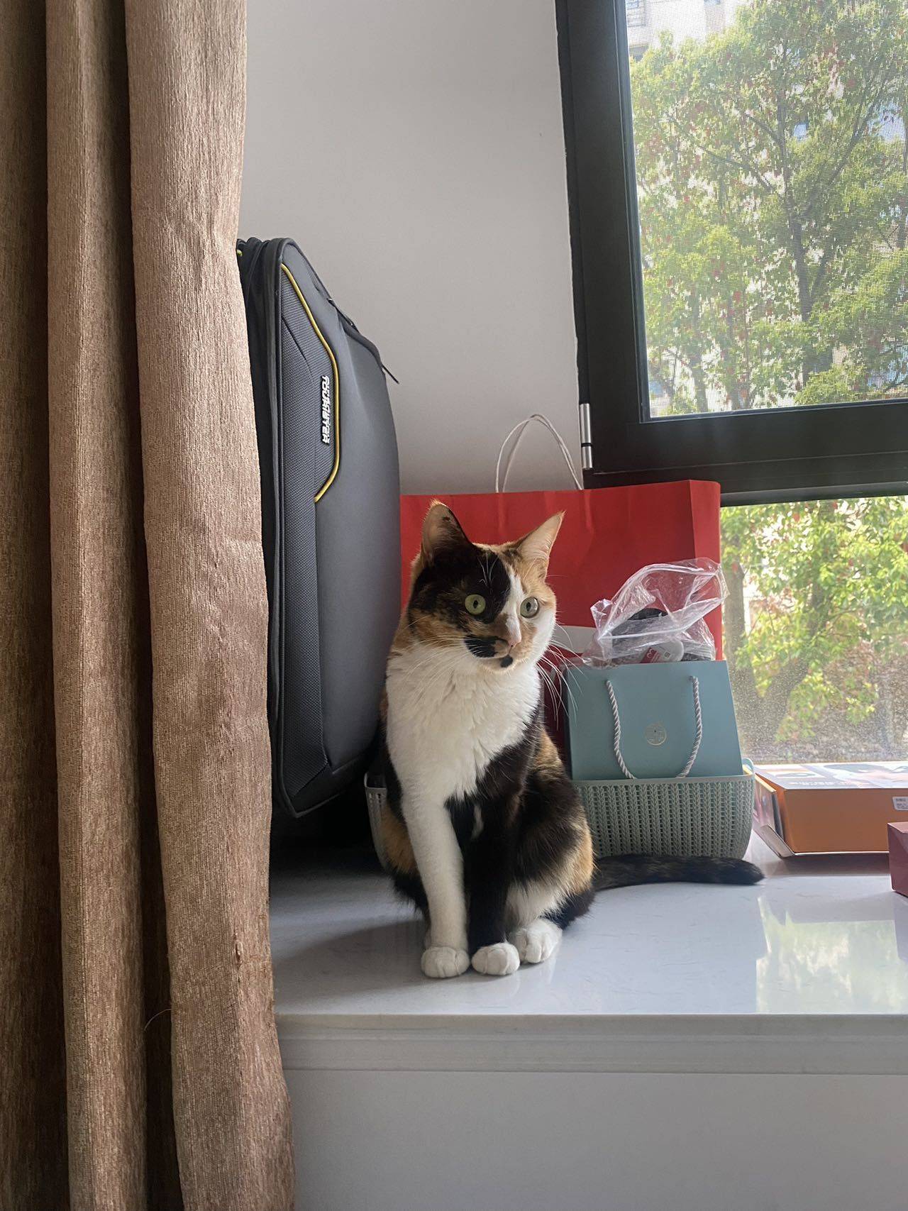 #猫 #妹妹 #kitty _3