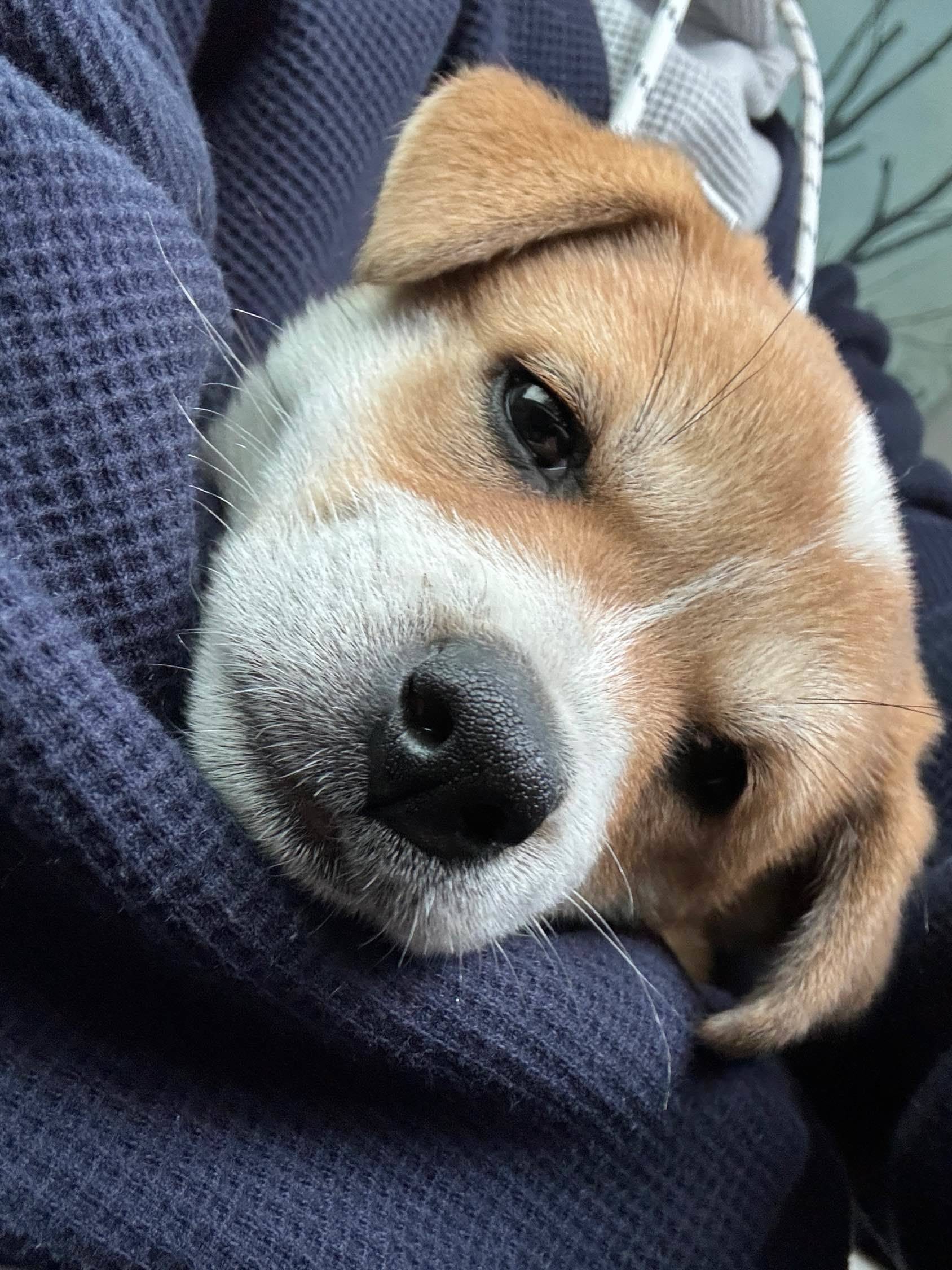 上海小狗🐶领养