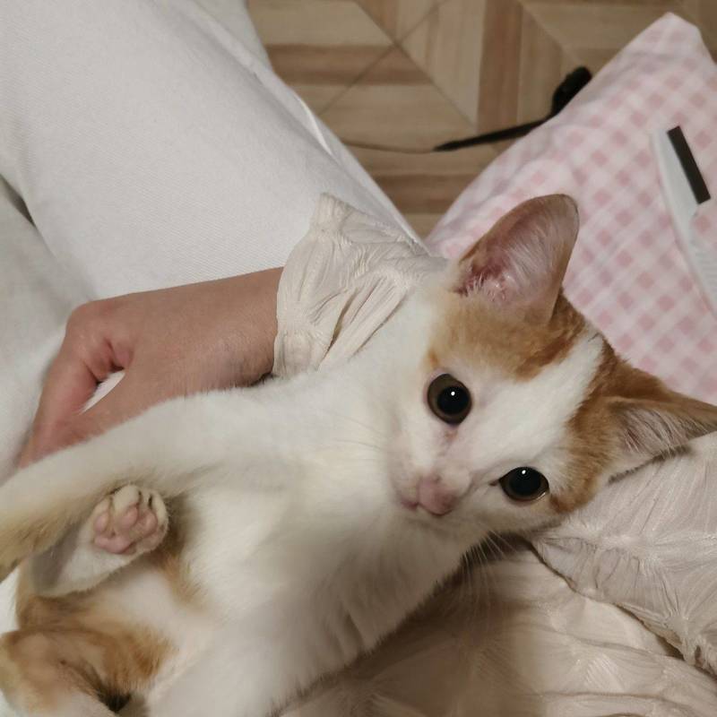 小奶猫无偿领养,上海松江小猫求领养!!!_1