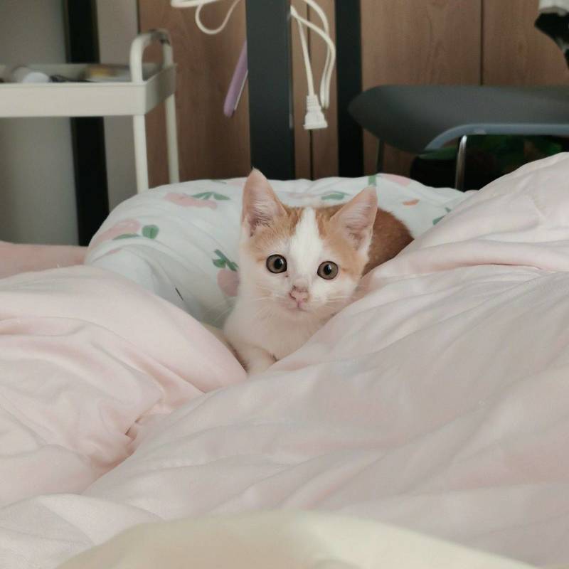 小奶猫无偿领养,上海松江小猫求领养!!!_2