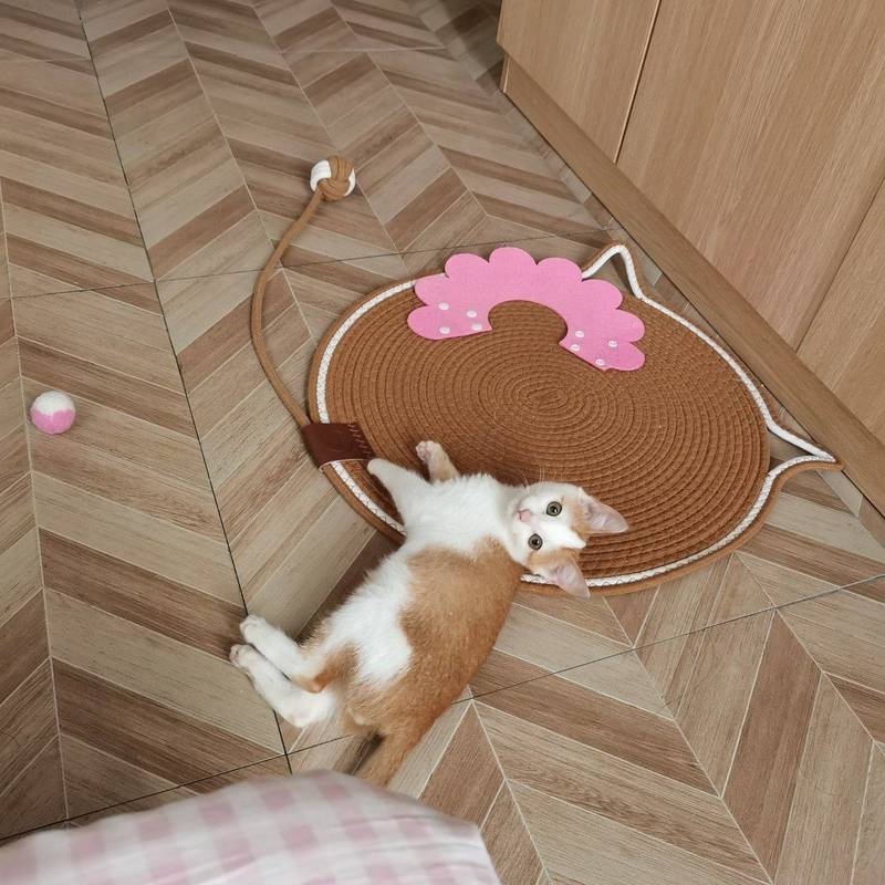 小奶猫无偿领养,上海松江小猫求领养!!!_3