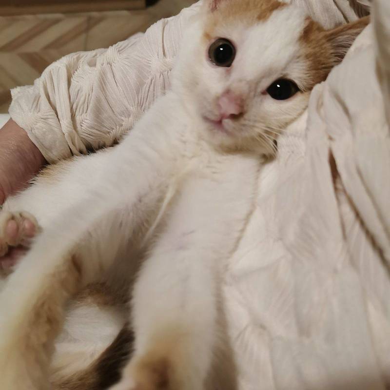 小奶猫无偿领养,上海松江小猫求领养!!!_0