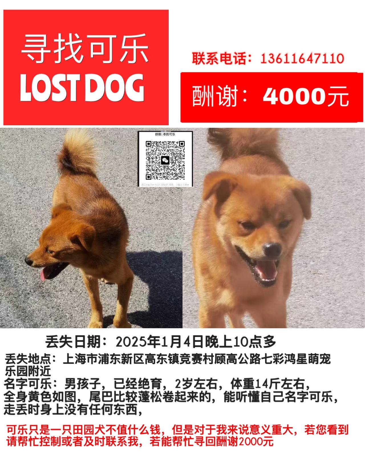 朋友家里狗狗走丢了_0