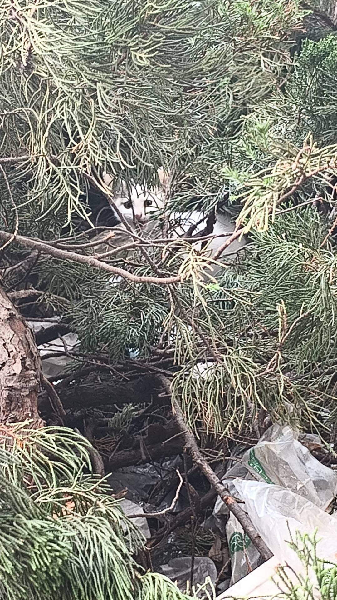 上海闵行流浪斜刘海找领养_4