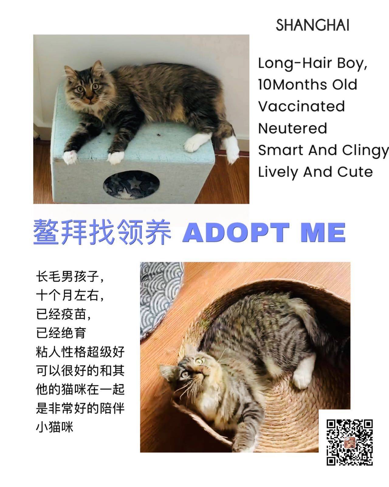 长毛小男孩找领养～如果是你感兴趣可以直接_0