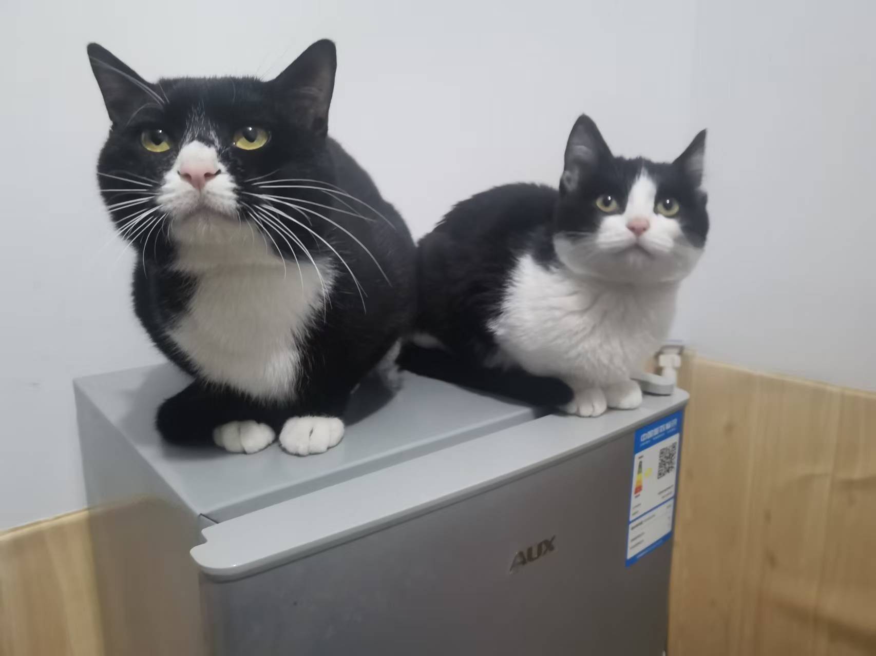 出自家家养活泼的奶牛猫两只_1