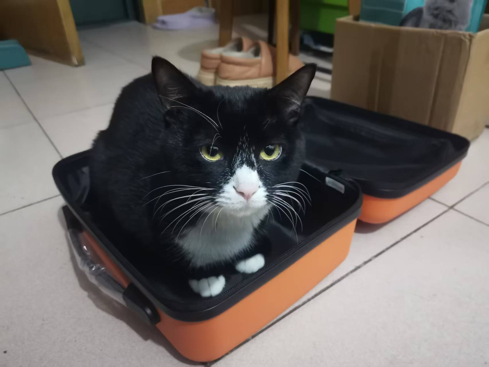 出自家家养活泼的奶牛猫两只_0