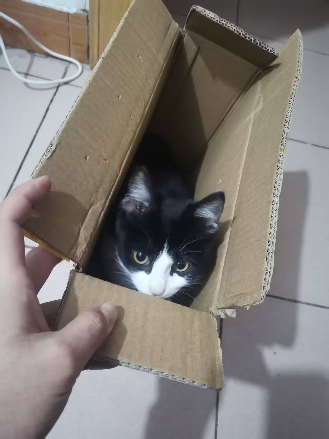 出自家家养活泼的奶牛猫两只_2