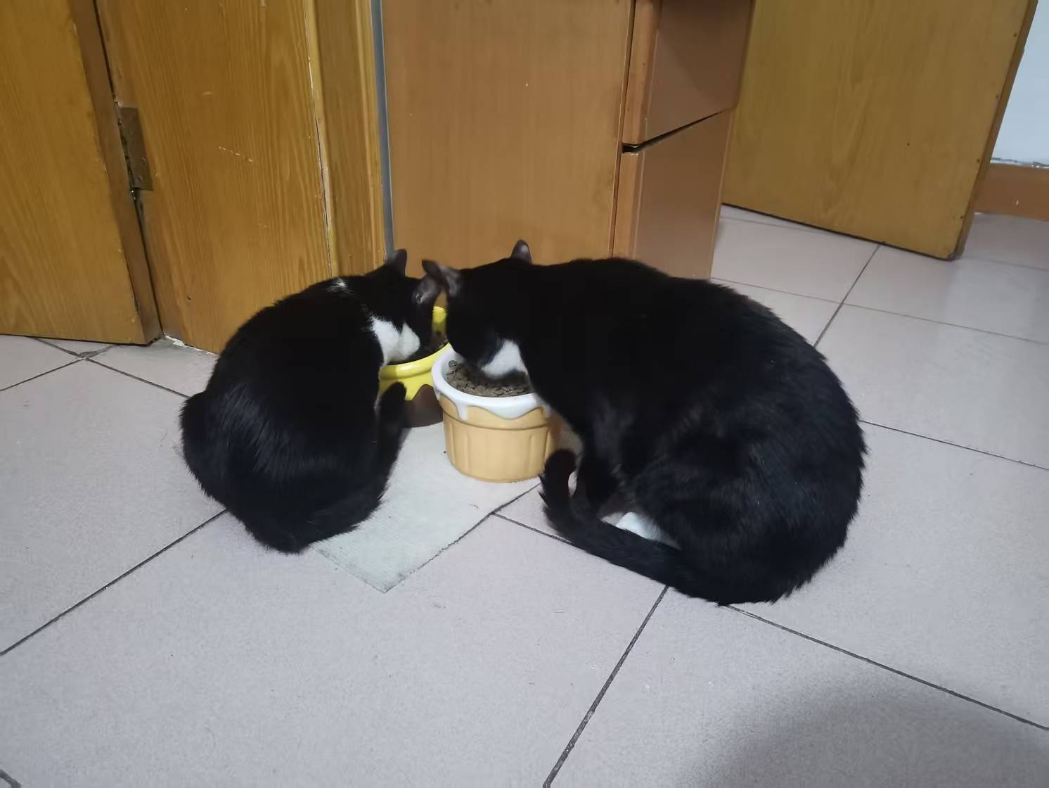 出自家家养活泼的奶牛猫两只_4