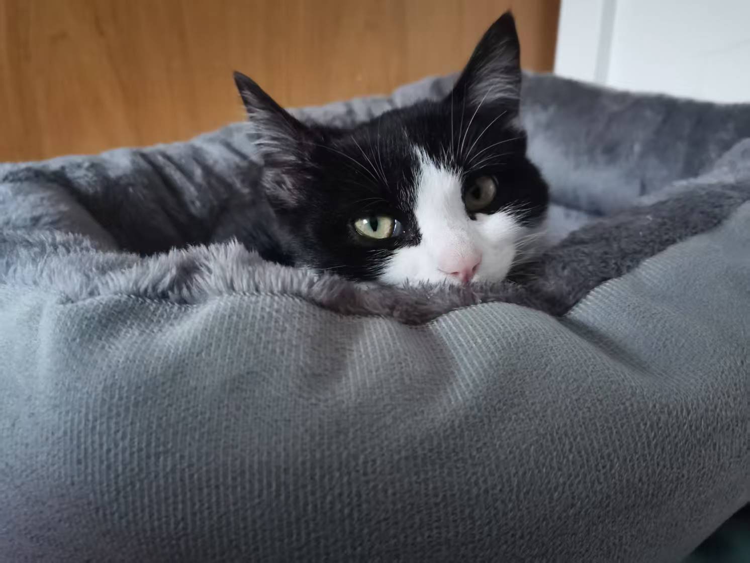 出自家家养活泼的奶牛猫两只_3