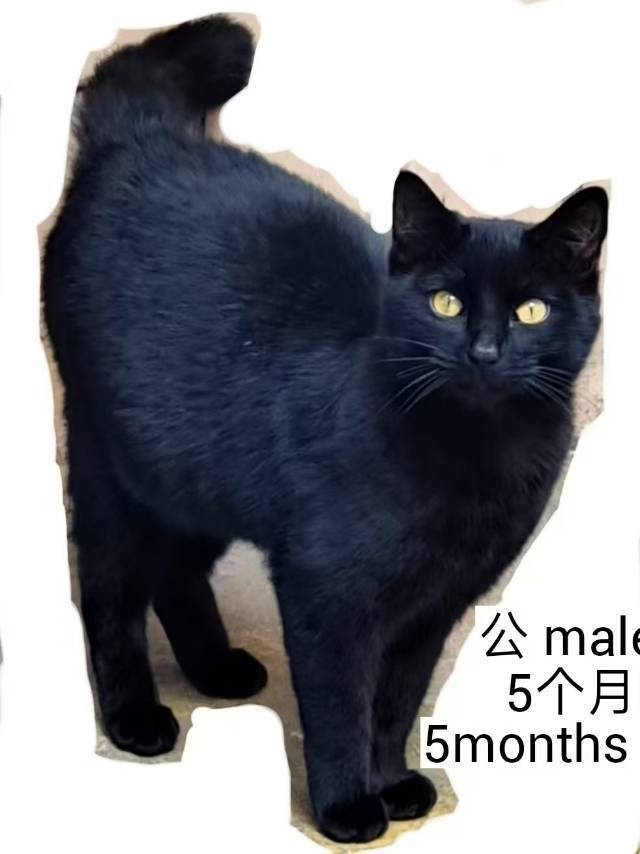 上海小猫小狗免费领养或找中途家庭
