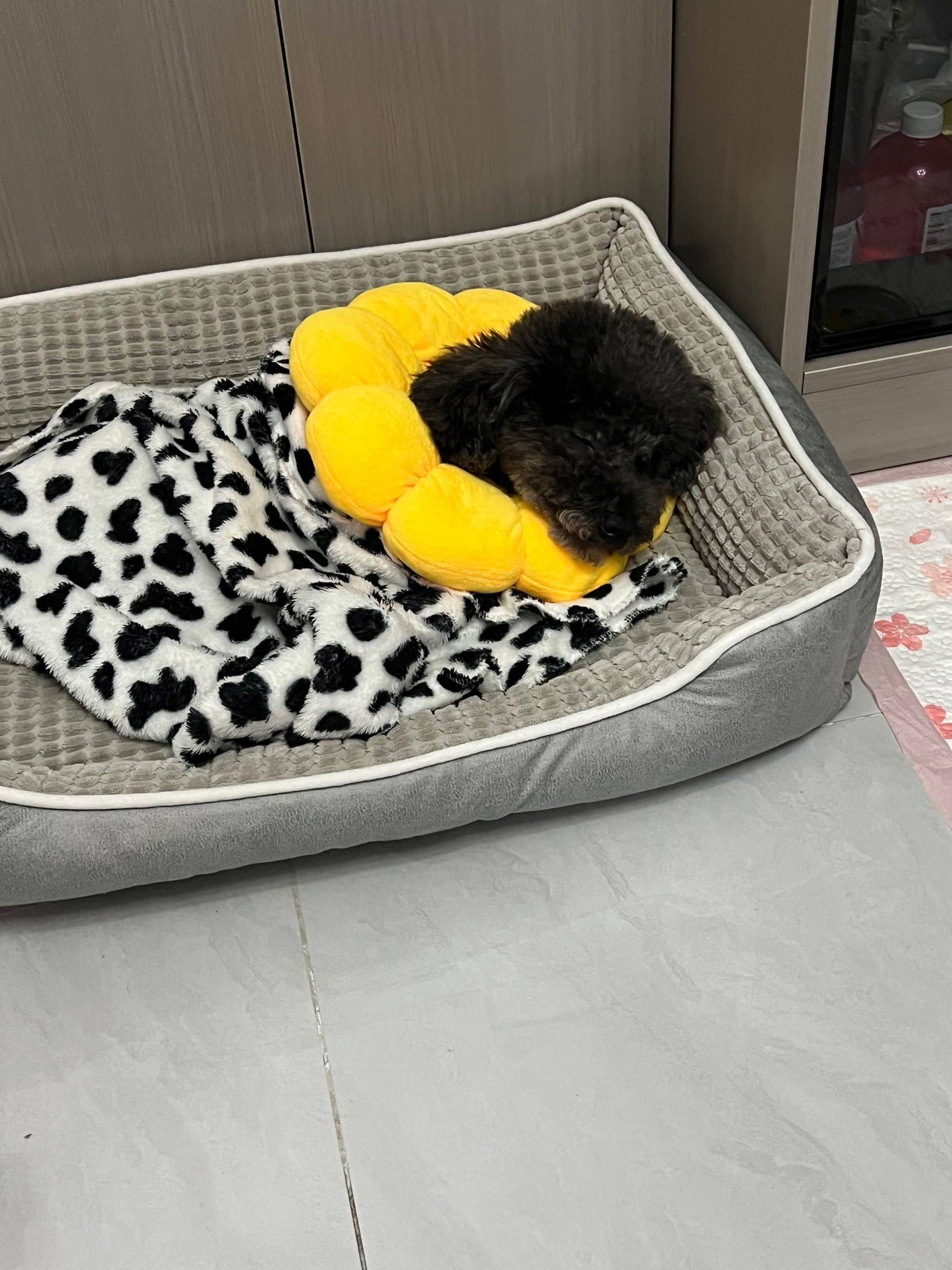 领养贴 : 乖巧可爱温顺一岁了 公的