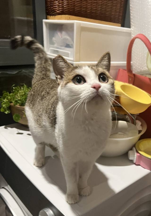 上海身价小两万的猫咪找领养找领养啊啊啊!