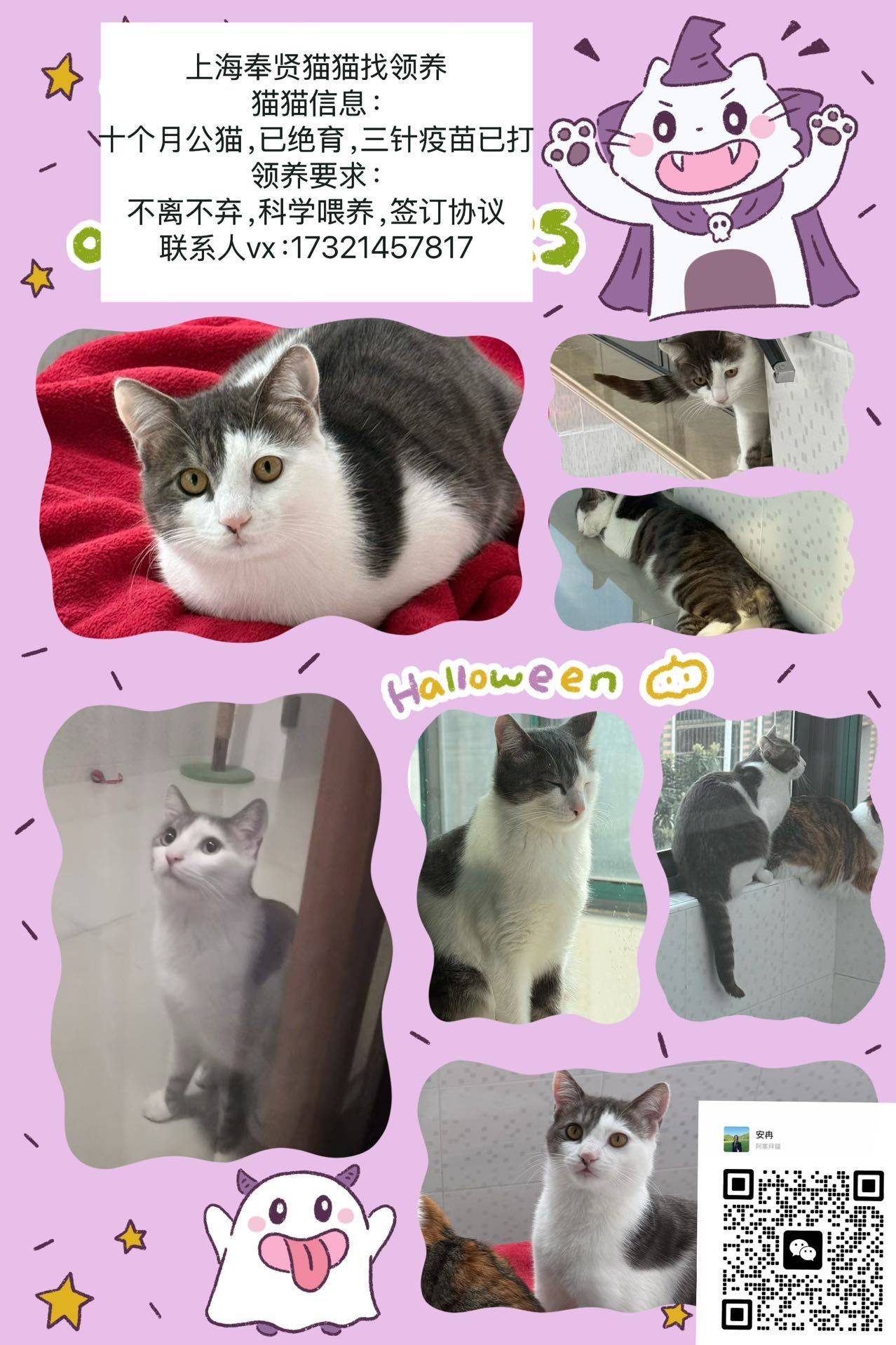 上海猫咪找领养，见上图