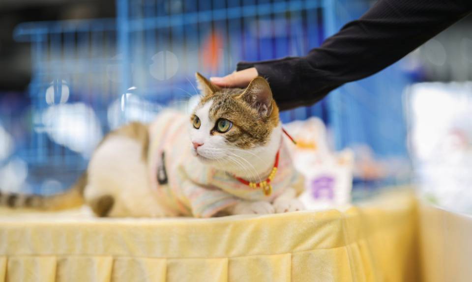 上海身价小两万的猫咪找领养找领养啊啊啊!