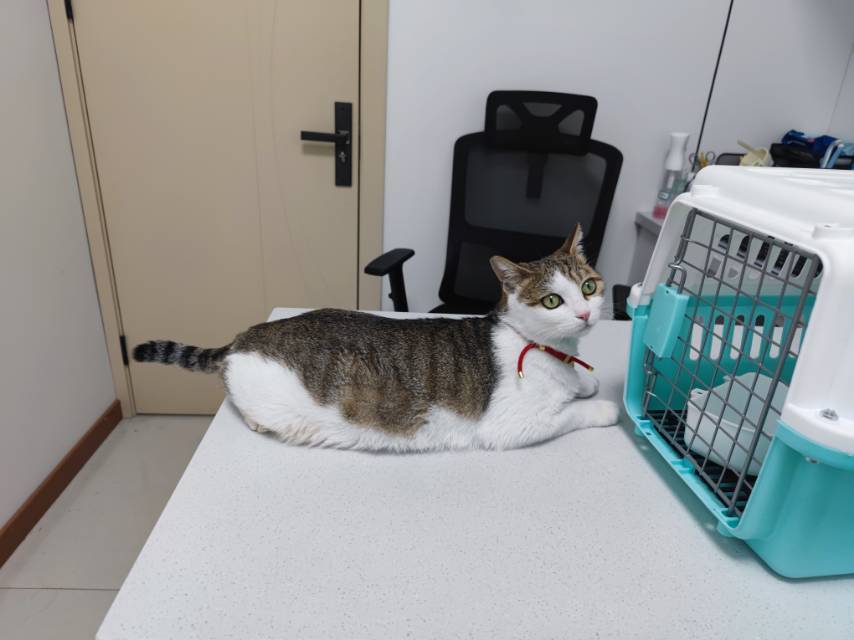 上海身价小两万的猫咪找领养找领养啊啊啊!
