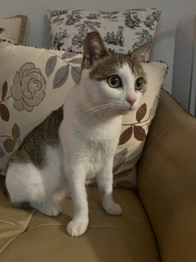 上海身价小两万的猫咪找领养找领养啊啊啊!