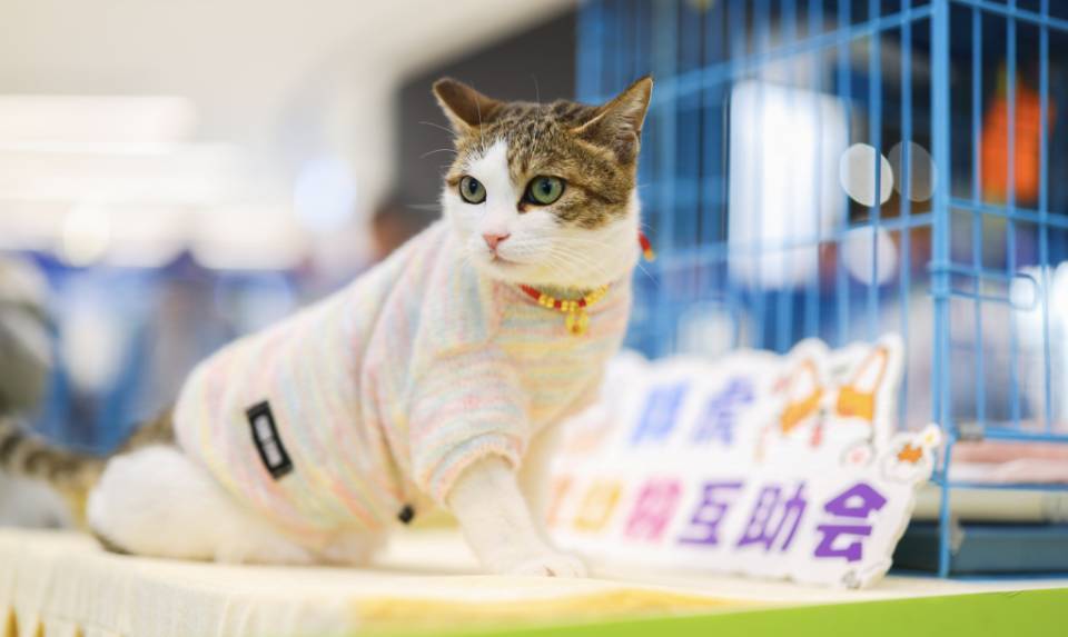 上海身价小两万的猫咪找领养找领养啊啊啊!