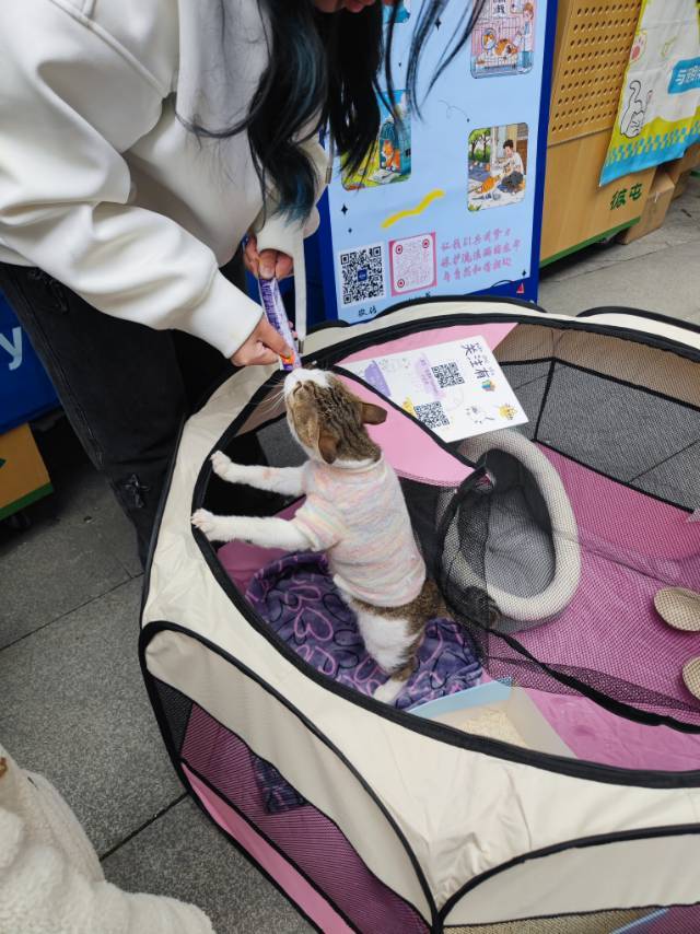 上海身价小两万的猫咪找领养找领养啊啊啊!