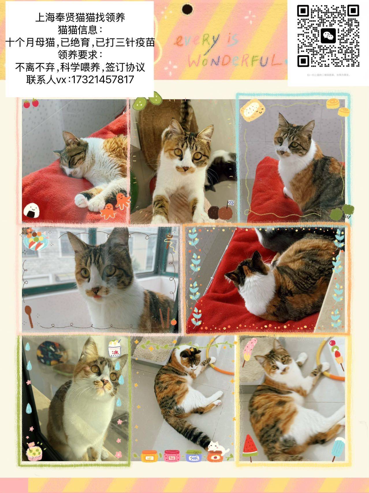 上海猫咪找领养，猫咪性格好，具体见上图