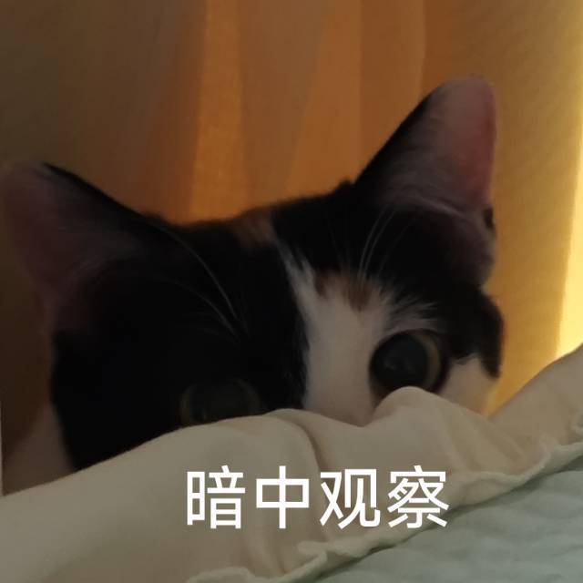 领养小三花