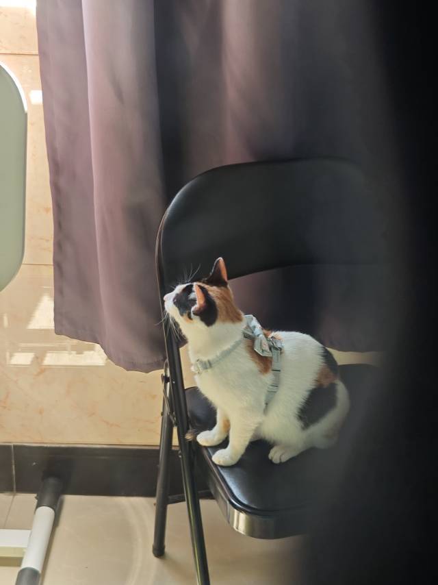 领养小三花