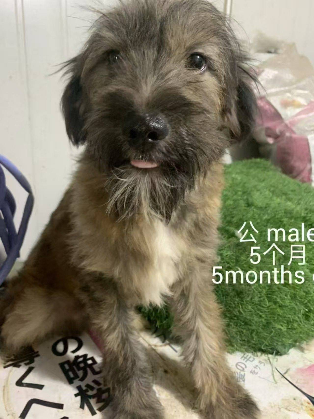 求转发,上海小狗小猫免费领养或找中途家庭