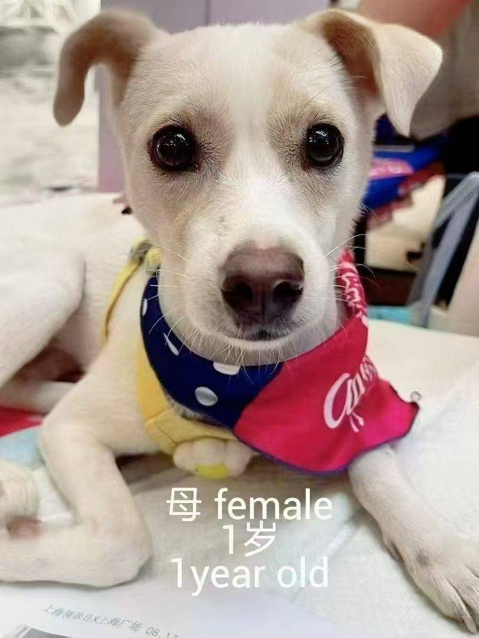 求转发,上海小狗小猫免费领养或找中途家庭