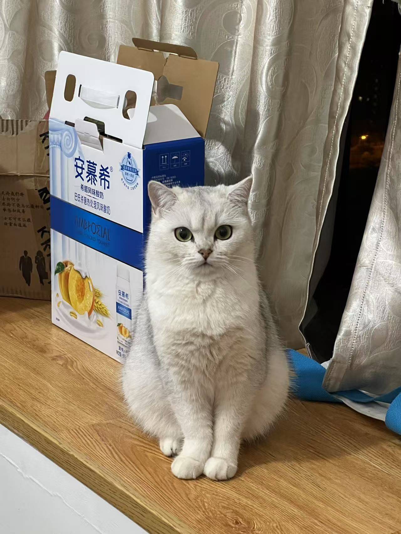 寻找爱猫领养人(免费)