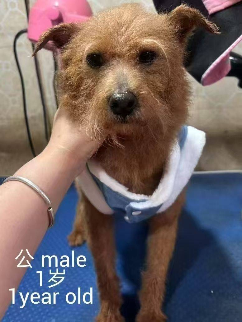 求转发,上海小狗小猫免费领养或找中途家庭