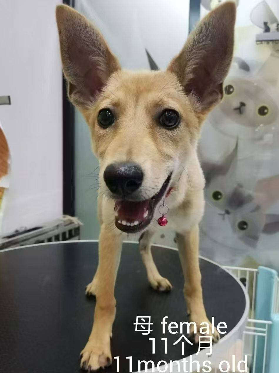 求转发,上海小狗小猫免费领养或找中途家庭