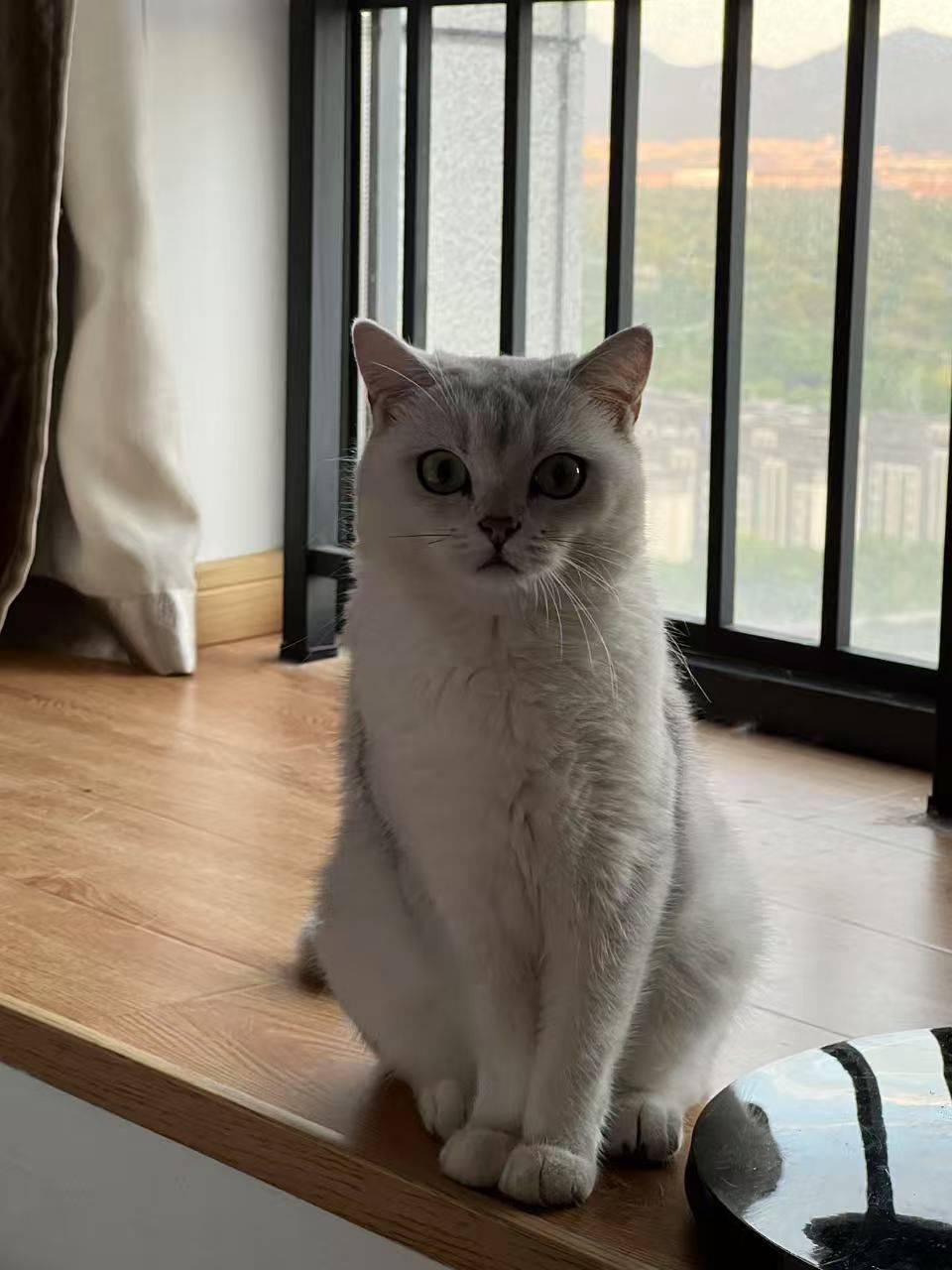 寻找爱猫领养人(免费)