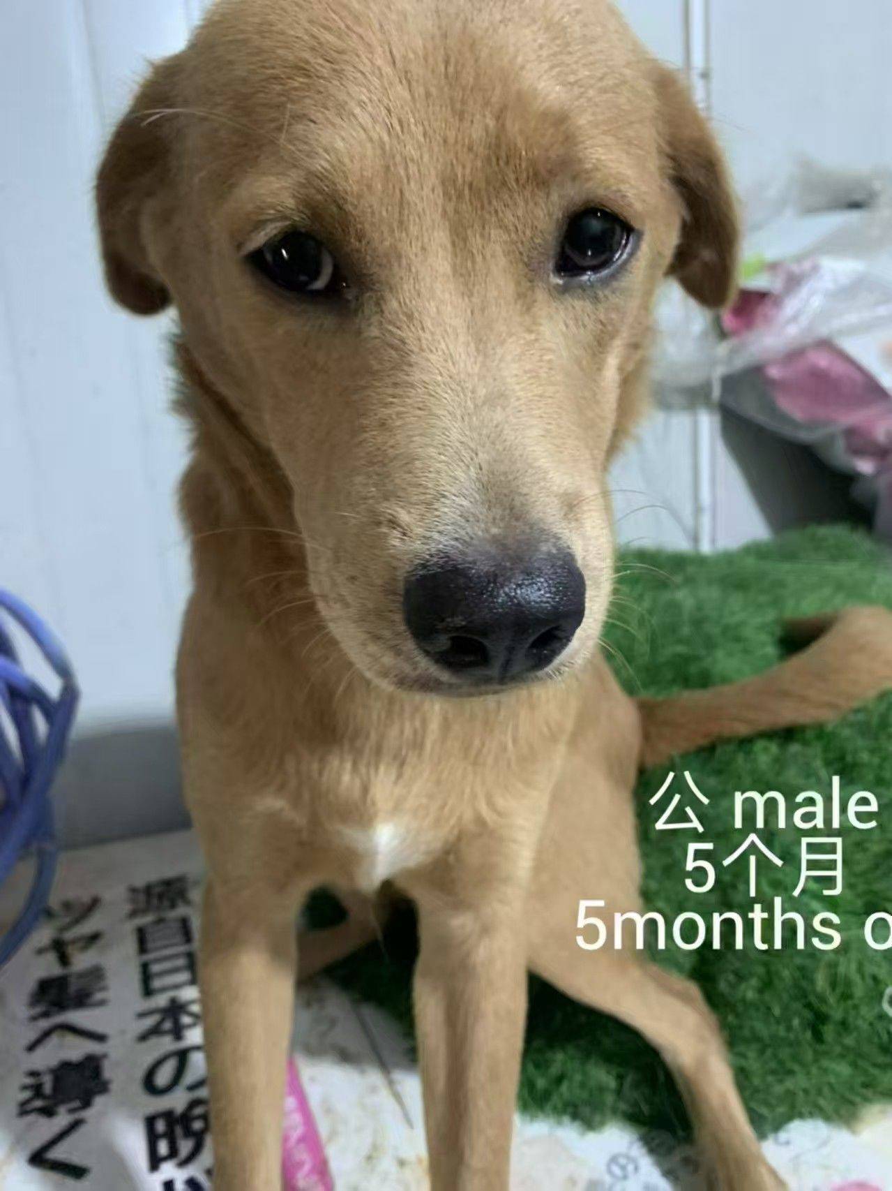 求转发,上海小狗小猫免费领养或找中途家庭