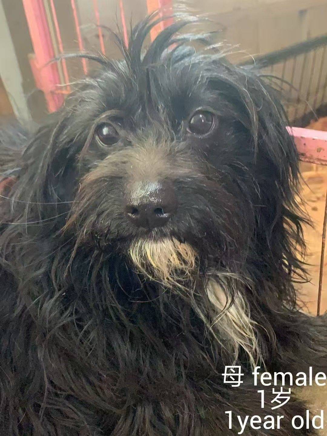 求转发,上海小狗小猫免费领养或找中途家庭